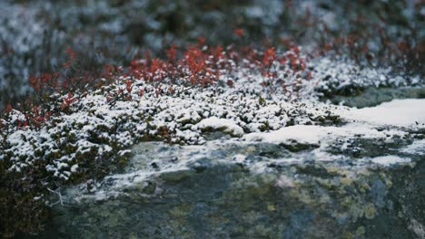 Der-Leichte-Erste-Schnee-Bedeckt-Die-Bunten-Blätter-Auf-Heidelbeersträuchern,-Gras-Und-Moosbewachsenen-Steinen