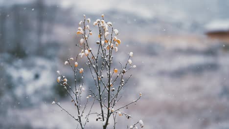 The-light-first-snow-slowly-falls-on-the-delicate-birch-tree-branches
