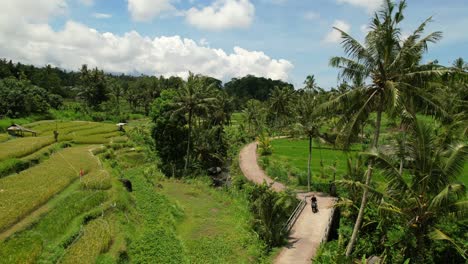 tourist-on-scooter-driving-through-Bali-jungle-and-rice-field-on-sunny-summer-day,-aerial