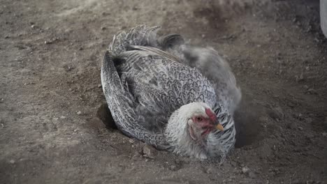 Weißes-Huhn-Rollt-Und-Gräbt-Sich-Im-Dreck,-Um-Sauber-Und-Gesund-Zu-Bleiben