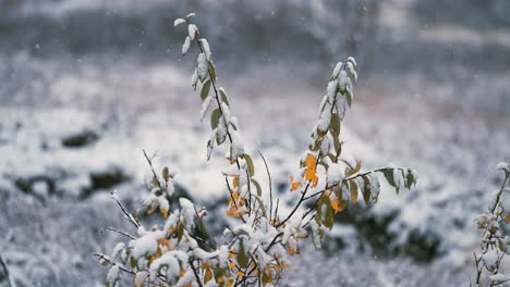 Der-Leichte-Erste-Schnee-Fällt-Langsam-Auf-Die-Bunten-Herbstblätter