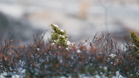 Der-Leichte-Erste-Schnee-Bedeckt-Die-Blattlosen-Büsche-Und-Zwergenhaften-Immergrüne-In-Der-Tundra