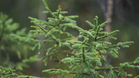 A-close-up-of-the-pine-trees-on-a-rainy-day