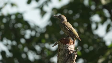 A-stationary-shot-of-the-European-green-woodpecker