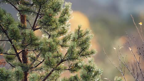 A-close-up-shot-of-the-pine-tree-after-the-rain