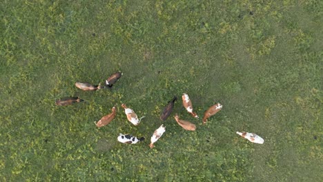Rotated-aerial-shot-of-cows-grazing-in-a-green-meadow