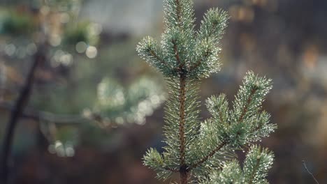 A-close-up-shot-of-the-top-of-the-young-pine-tree-on-the-blurry-background
