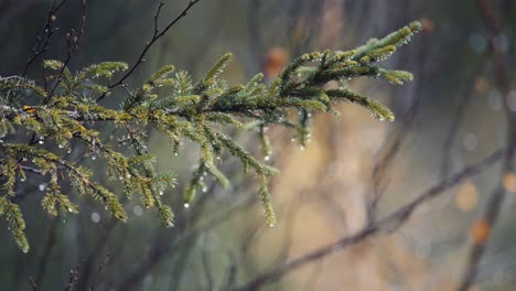 A-close-up-of-the-pine-tree-branches
