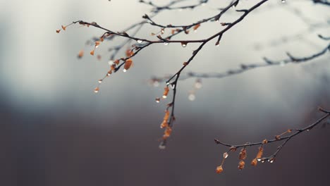 Thin-black-branches-beaded-by-raindrops-and-yellow-leaves-on-blurry-background