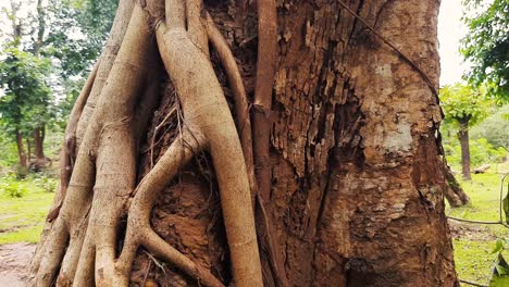 Close-up-zoom-in-shot-of-young-tree-roots-on-old-tree-trunk