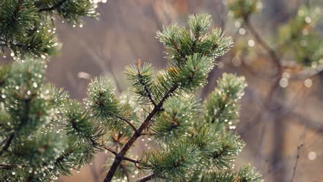 A-close-up-shot-of-the-pine-tree-branch
