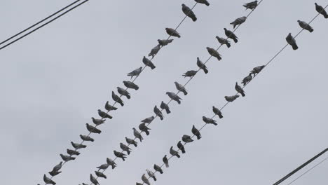 Slow-motion-footage-of-a-group-of-pigeons-sitting-on-a-bunch-of-telephone-wires
