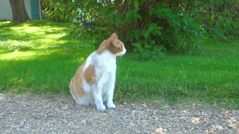 Katze,-Die-Am-Sommertag-Auf-Dem-Land-Vor-Fliederbusch-Sitzt