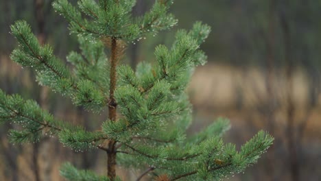 A-close-up-of-the-young-pine-tree-on-a-rainy-day