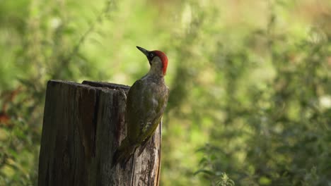 A-stationary-shot-of-the-European-green-woodpecker-attached-to-a-tree-trunk-while-looking-around