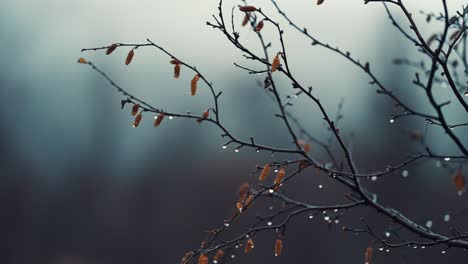 Delicate-dark-birch-tree-branches-are-beaded-by-raindrops-on-blurry-background