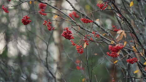 Thin-dark-rowan-tree-branches-with-bright-leaves-and-berries