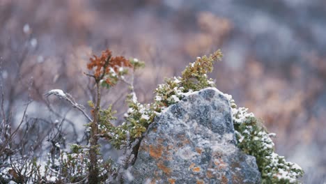 First-snow-on-the-evergreen-bushes,-stones,-and-withered-grass-in-the-tundra