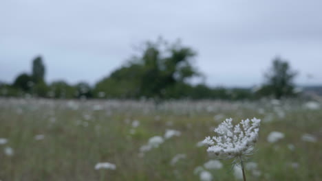 Umbrella-Wildflower-Fields-In-Shallow-Depth-Of-Field-In-French-Countryside