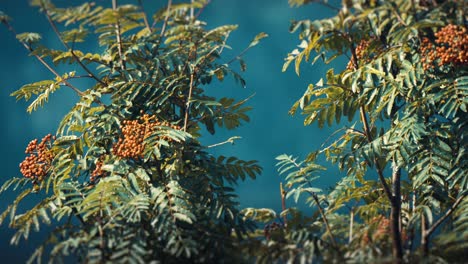 A-close-up-shot-of-the-rowan-tree-branches-with-orange-berries