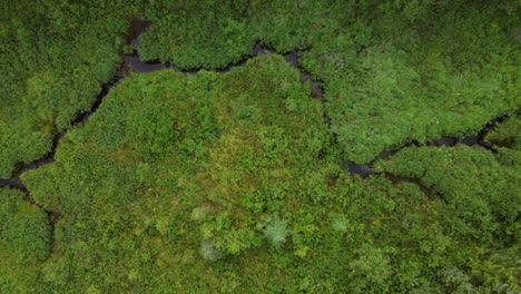 Luftbild-Von-Oben-Auf-Das-Wasser,-Das-Durch-Einen-Grünen-Wald-Im-Algonquin-Park,-Ontario,-Kanada-Fließt