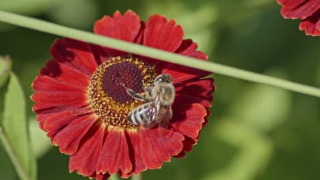 Nahaufnahme-Einer-Roten-Gerbera-Unter-Einem-Grünen-Stiel-Mit-Einer-Fleißigen-Biene-In-Den-Stempeln,-Die-Bestäubt