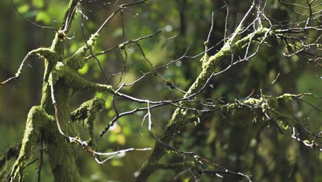 A-close-up-shot-of-the-moss-covered-and-withered-tree-branches