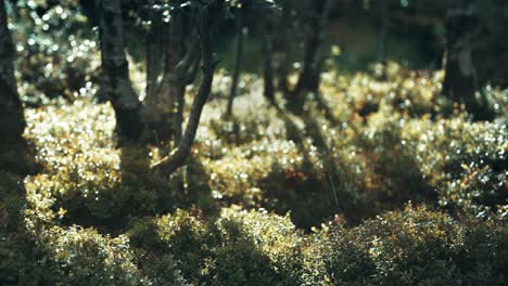 Ein-Dichter-Teppich-Aus-Blaubeersträuchern,-Der-Von-Der-Tiefstehenden-Sonne-Beleuchtet-Wird,-Bedeckt-Den-Waldboden