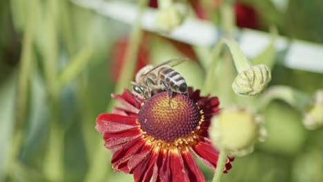 Nahaufnahme-Einer-Biene,-Die-Eine-Blume-Bestäubt-Und-Dann-Wegfliegt