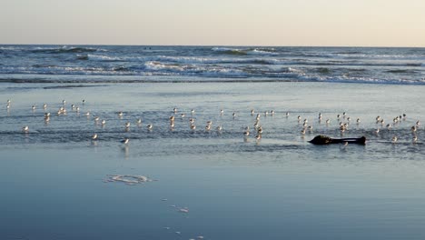 Sandpipers-reflecting-in-shallow-water-while-running-towards-the-ocean-waves