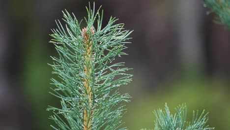 A-close-up-shot-of-the-young-pine-tree-top-strewn-with-tiny-raindrops