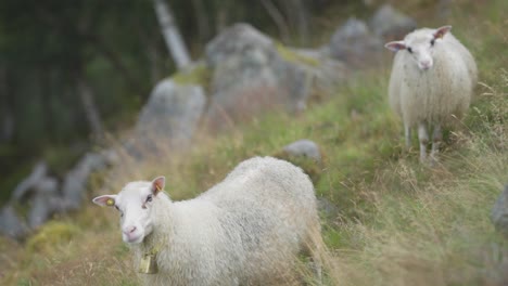 A-flock-of-white-woolly-sheep-grazing-on-a-green-rocky-field-Slow-motion,-pan-follow