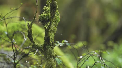 A-close-up-shot-of-the-moss-covered-dead-tree-branches