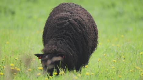 A-close-up-shot-of-the-black-woolly-sheep-on-the-lush-flowering-meadow