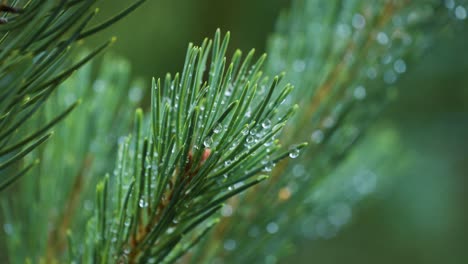 A-close-up-shot-of-the-young-pine-tree-branch-strewn-with-raindrops