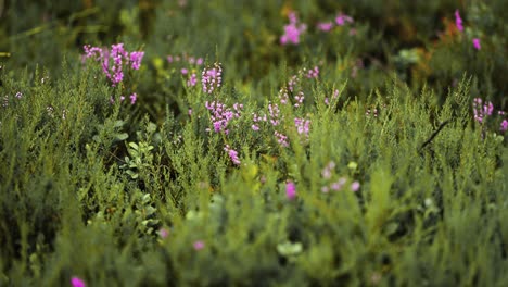 Eine-Nahaufnahme-Der-Heidesträucher,-Die-Mit-Zarten-Rosa-Blüten-Bedeckt-Sind