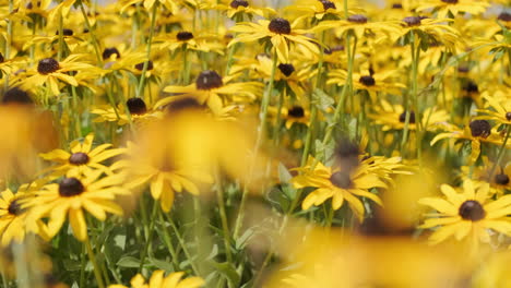 Slider-shot-through-a-field-of-yellow-black-eyed-susan-flowers