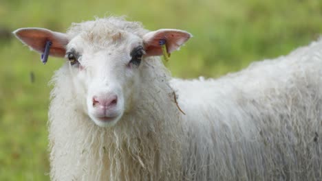 A-close-up-shot-of-a-white-wooly-sheep-on-the-blurry-green-background