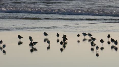 Sandpipers-reflecting-in-shallow-water-near-the-ocean-waves