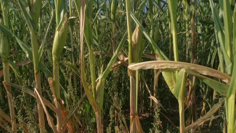 Green,-ripening-corn-cobs-inside-a-dense-cornfield-in-warm-sunlight