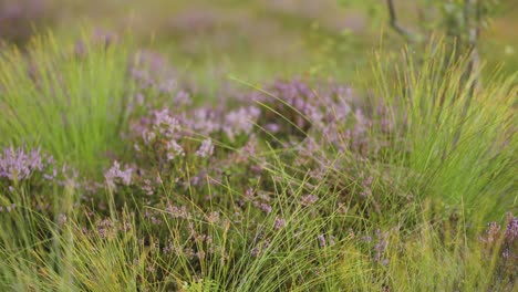 A-close-up-shot-of-the-pink-heather-in-the-spiky-green-grass