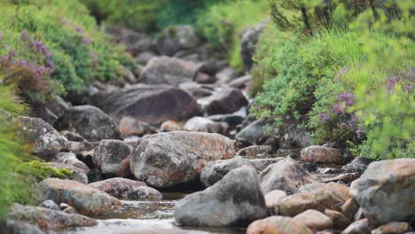 A-shallow-stream-in-the-rocky-riverbed