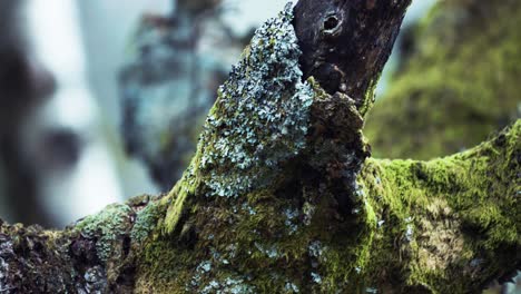 A-close-up-shot-of-the-moss-covered-tree-trunk