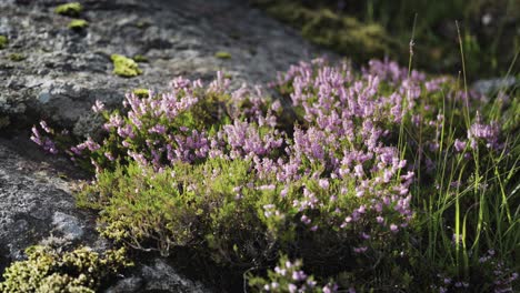 A-close-up-shot-of-the-delicate-pink-heather-growing-on-the-dark-rocks
