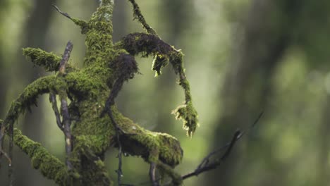 A-close-up-shot-of-the-gnarled,moss-covered,-and-withered-tree-branches-on-the-blurry-background