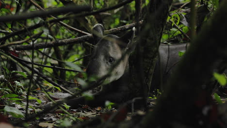 Young-tapir-resting-and-moving-the-ears-to-detect-danger,-in-the-middle-of-the-jungle-of-Corocovado,-in-Costa-Rica