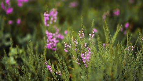 A-close-up-shot-of-the-pink-heather-in-the-green-meadow
