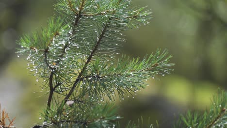 A-close-up-shot-of-the-pine-tree-branch-on-the-blurry-background