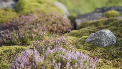 A-close-up-shot-of-the-delicate-mauve-heather-on-the-rocky-terrain