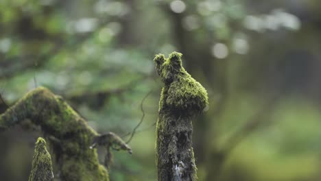 A-close-up-shot-of-the-gnarled,-moss-covered-tree-branches-on-the-blurry-background